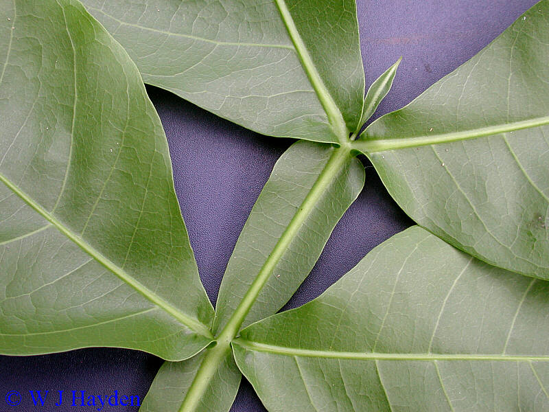 Melicoccus bijugatus